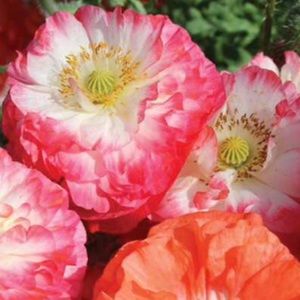 Meet your Posher, Kin